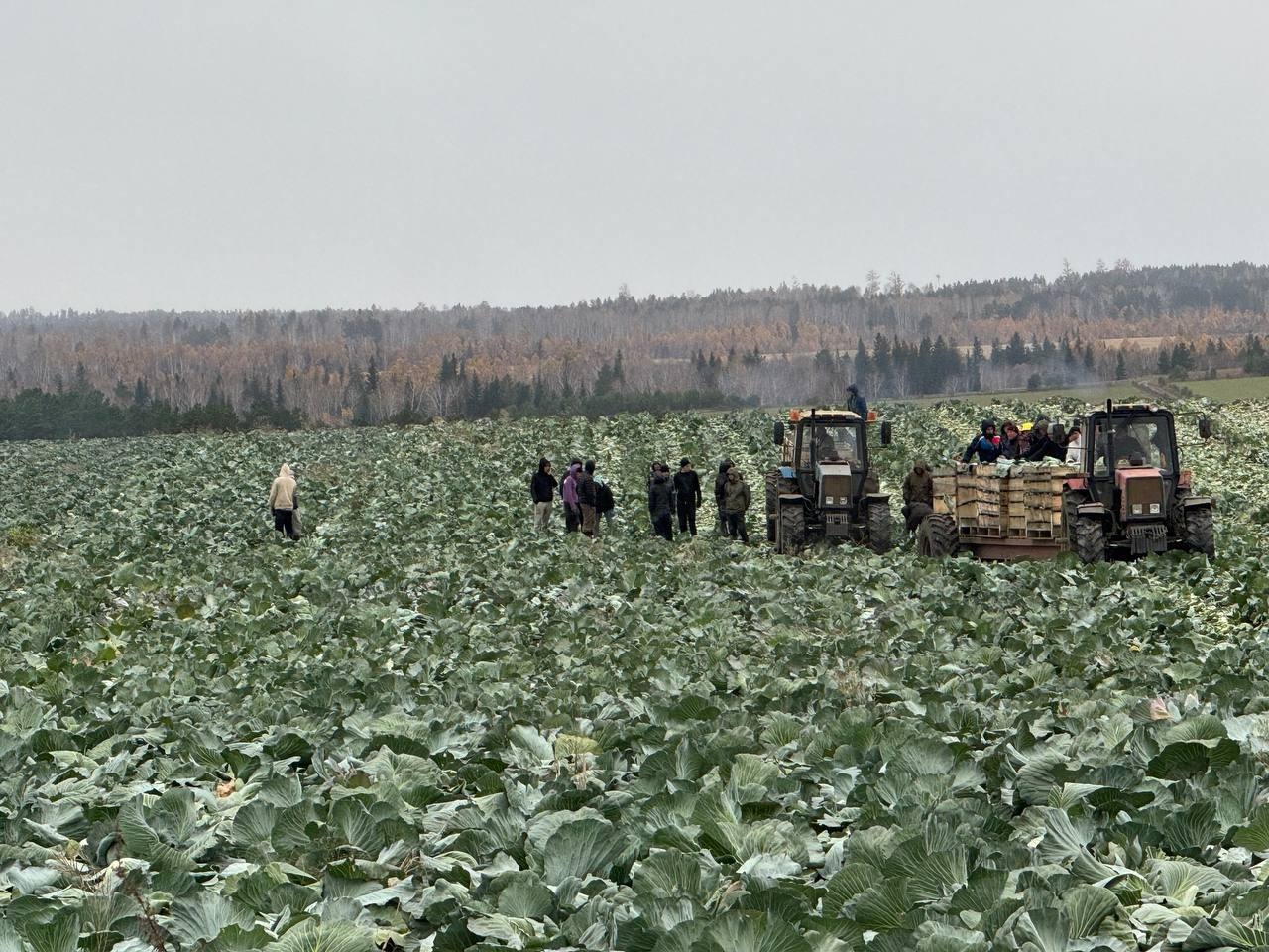 Студенты Иркутского ГАУ приняли активное участие в уборке капусты в СХАО «Белореченское» фото