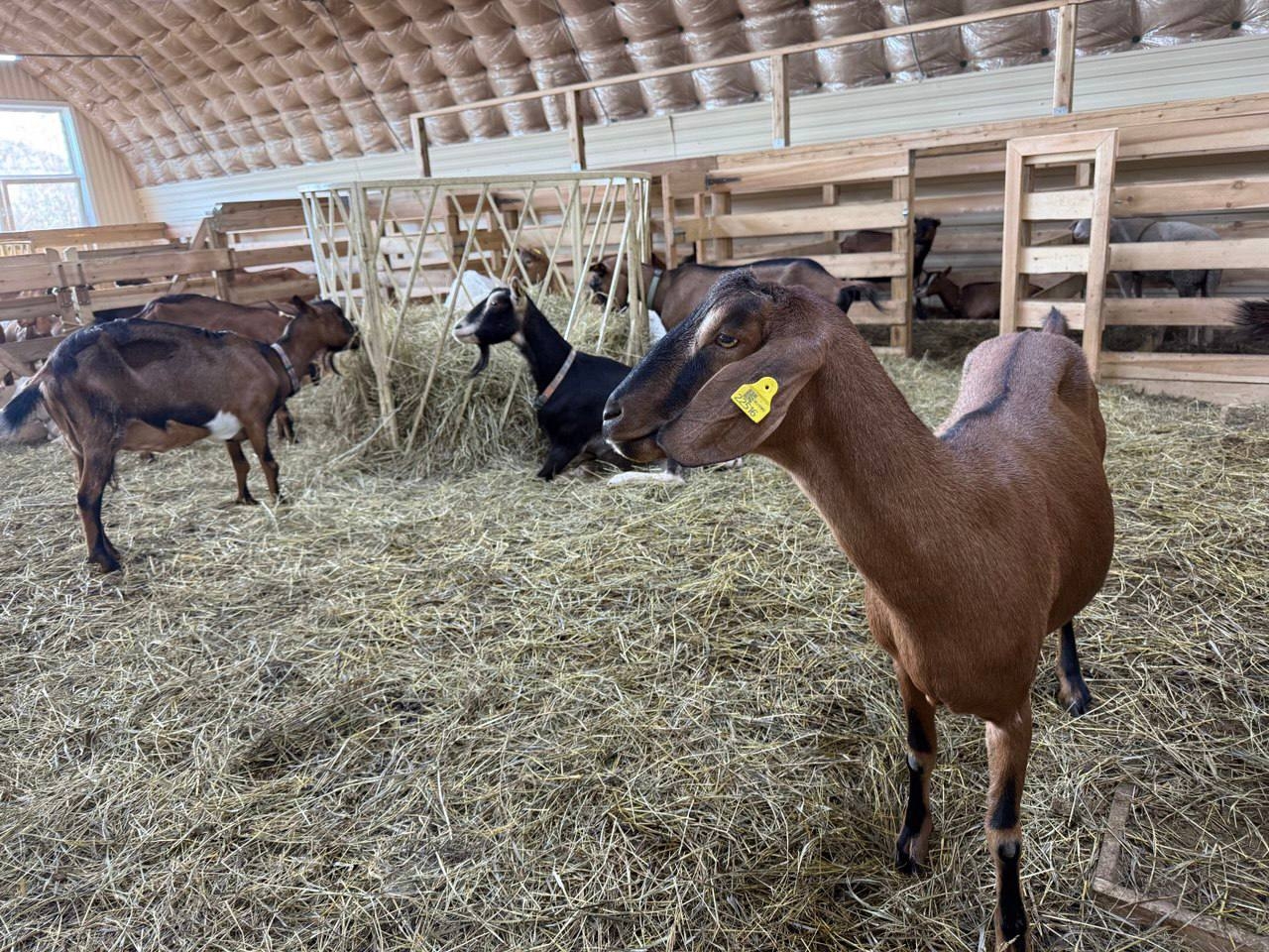 Студенты Иркутского ГАУ познакомились с передовым опытом фермерства на козьей ферме «Милаша» фото